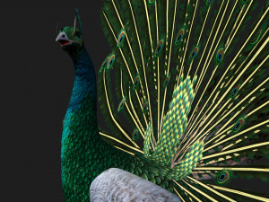 PeacockV4E 3D Model
