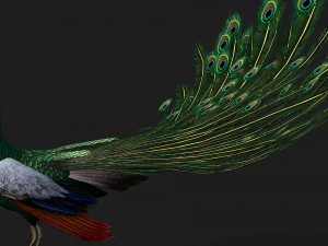 PeacockV4E 3D Модель