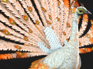 PeacockV5E 3D Модель