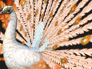 PeacockV5E 3D Модель