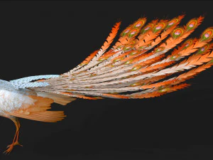 PavoneV5E Modello 3D