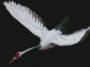 Crane BirdA1 Modelo 3D