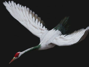 Guindaste BirdA1 Modelo 3D