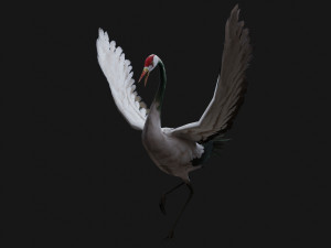 Crane BirdA1 Modelo 3D