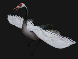 Crane BirdA1 Modelo 3D
