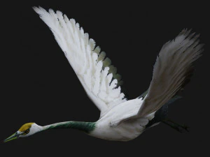 Crane BirdA2 3D Model