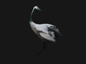 Crane BirdA2 Model 3D