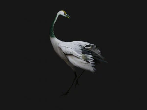 Crane BirdA2 3D Model