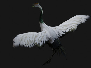 Crane BirdA2 Model 3D
