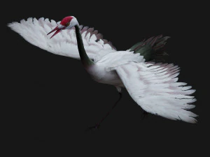 Crane BirdA3 3D Model