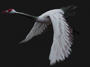 Crane BirdA3 3Dモデル