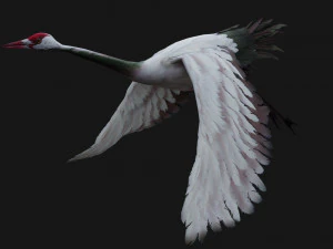 Crane BirdA3 3D Model