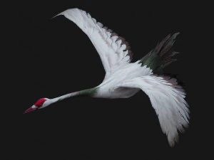 Crane BirdA3 3D Model