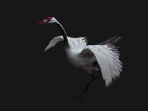 Crane BirdA3 3D Model