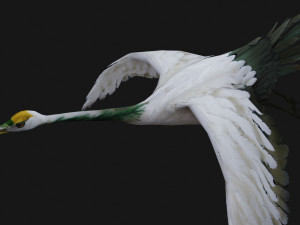Crane BirdA4 3D-Modell