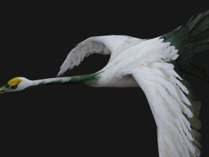 Crane BirdA4 3D Model
