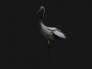 Crane BirdA4 3D-Modell