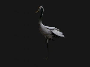 Crane BirdA4 3D Model