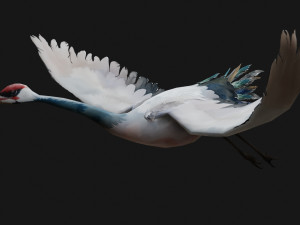 Crane BirdA5 Modello 3D