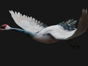 Crane BirdA5 3D Model