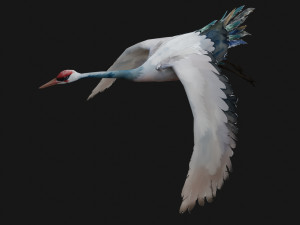 Crane BirdA5 Modello 3D