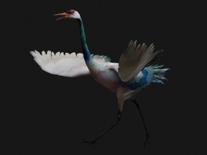 Crane BirdA6 3D Model
