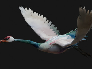 Crane BirdA6 3D Model