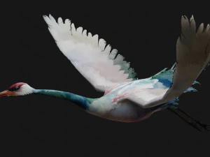 Crane BirdA6 3D Model