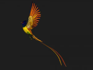 FagianoUccelloA1 Modello 3D