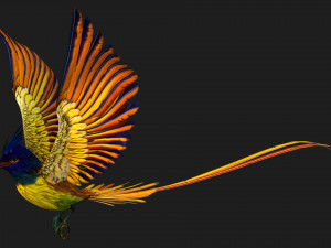PheasantBirdA1 3D Модель