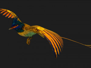 PheasantBirdA2 Modello 3D