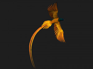 PheasantBirdA2 Modello 3D