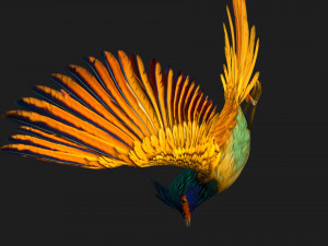 PheasantBirdA2 Modello 3D