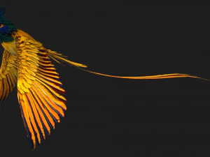 BażantPtakA2 Model 3D