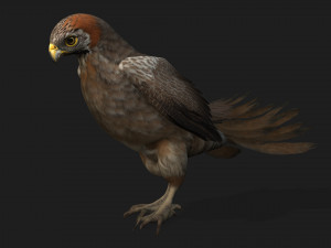 KestrelB2 3D Model