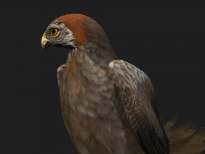 KestrelB2 3D Model