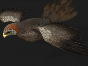 KestrelB2 3D Model