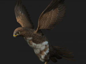 KestrelB3 3D Model