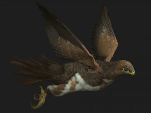KestrelB3 3D Model