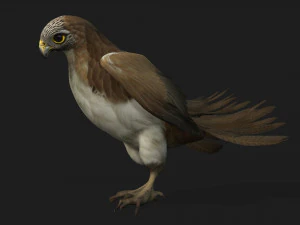 ケストレルB4 3Dモデル