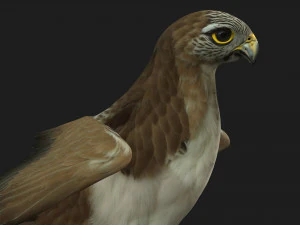 ケストレルB4 3Dモデル