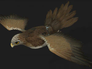 ケストレルB4 3Dモデル