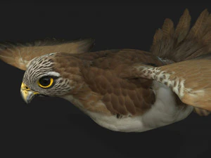 ケストレルB4 3Dモデル