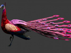 Peacock-A1 3D Model