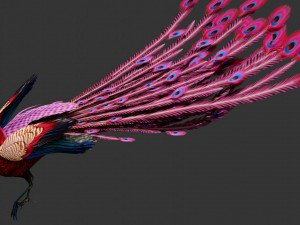 Peacock-A1 Model 3D