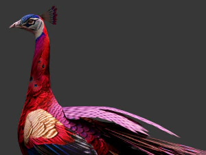Peacock-A1 3D Model