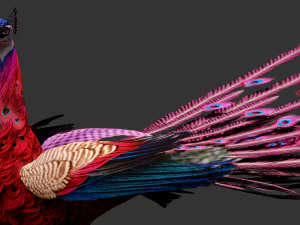 Peacock-A1 3D Model