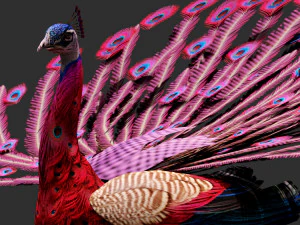 Peacock-A1 3D Model
