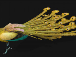 PeacockA2 3D Model