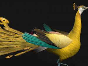 PeacockA2 3D Model